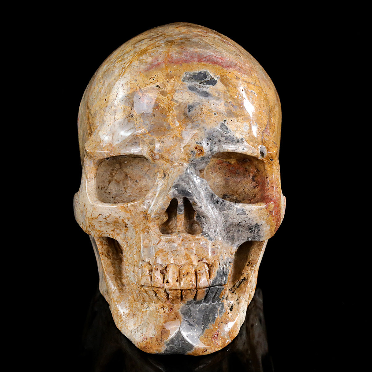 8.0" Coral Fossil Crystal Skull Carving  #SCS0028