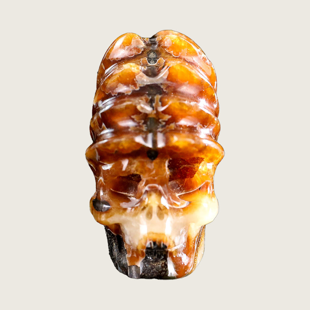 2.3" Foraminifera Fossil Skull Carving  #SCS0021