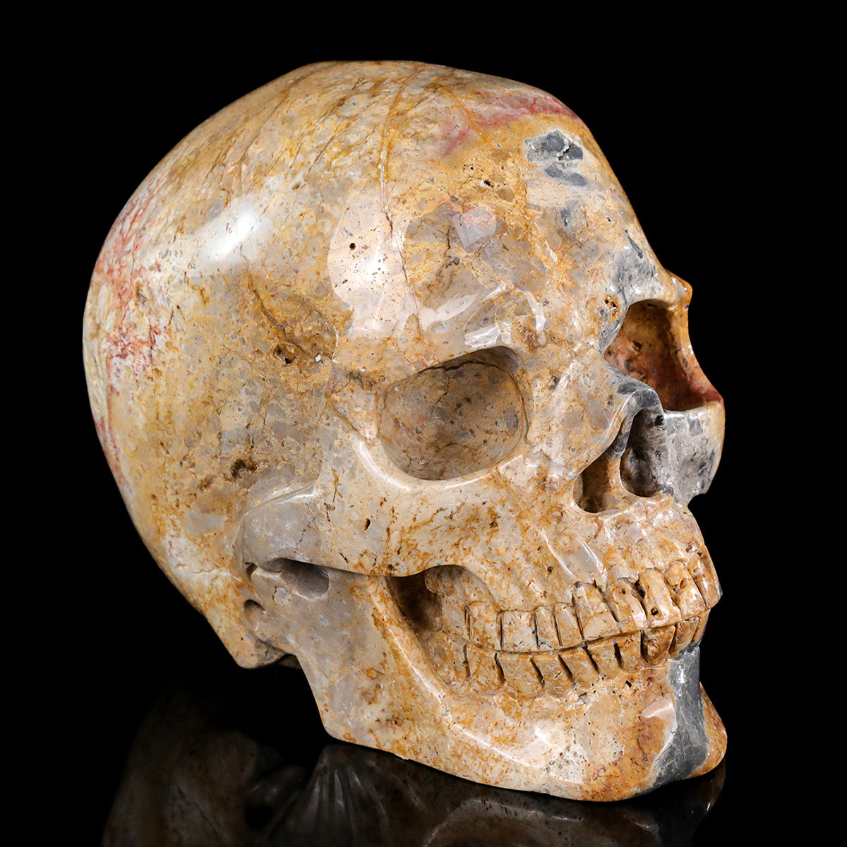 8.0" Coral Fossil Crystal Skull Carving  #SCS0028