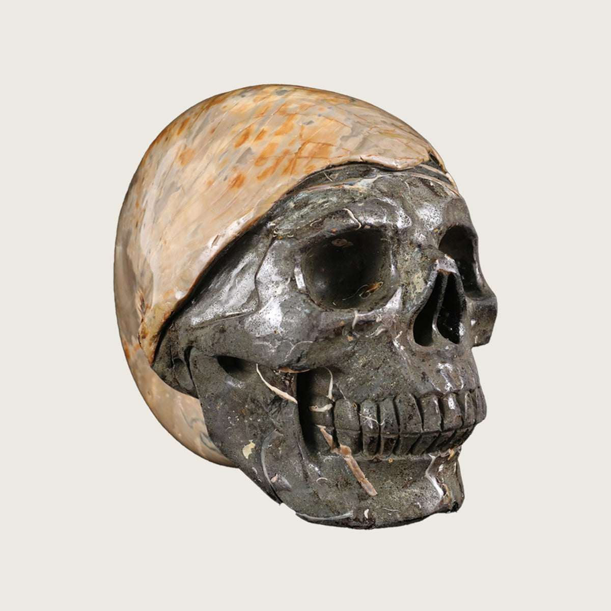 6.5" Snail Spiral Fossil Skull Carving  #SCS0022
