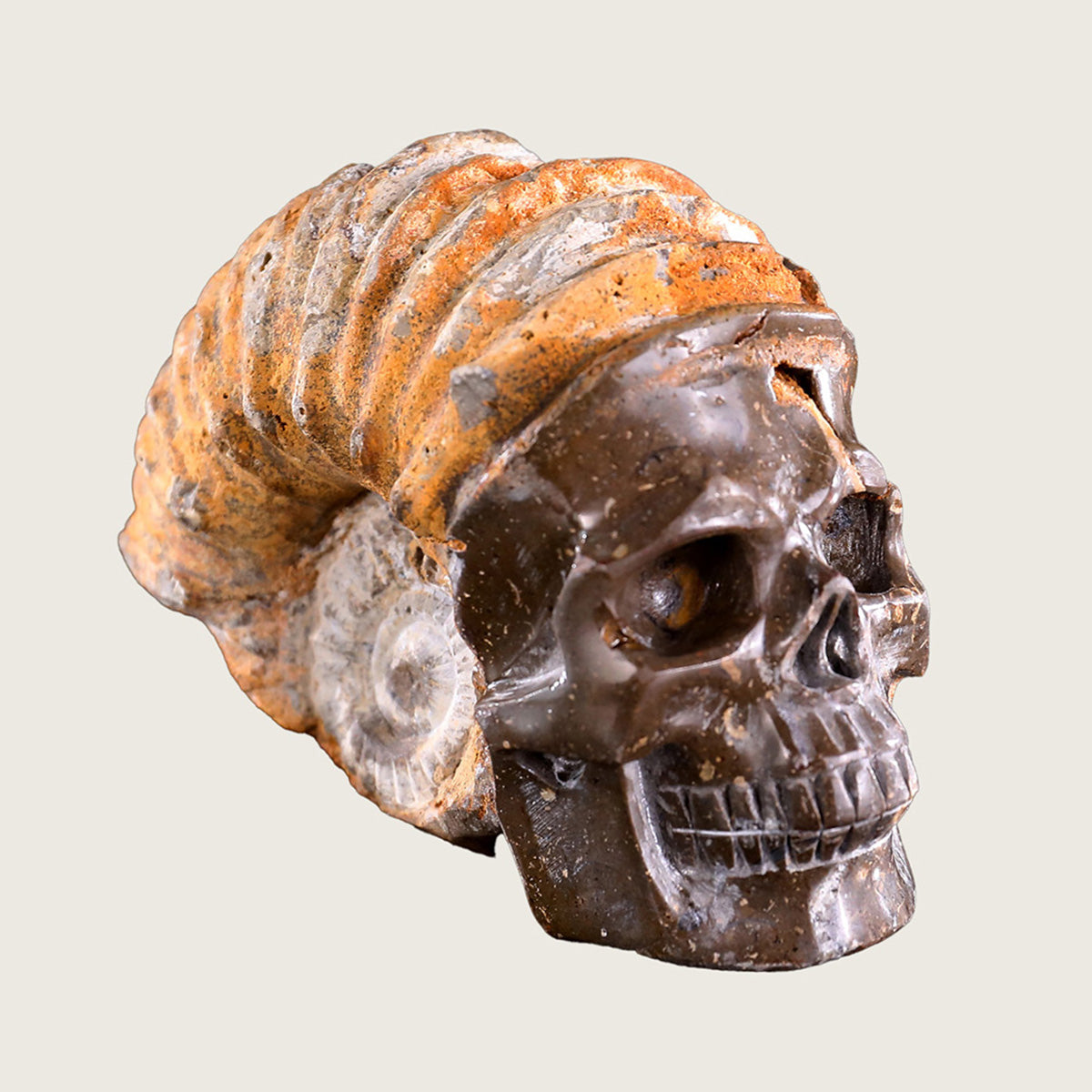 5.6" Snail Spiral Fossil Skull Carving  #SCS0001