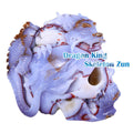 6.5" Blue Chalcedony Dragon with Skull Carving - Unique Piece #3100268