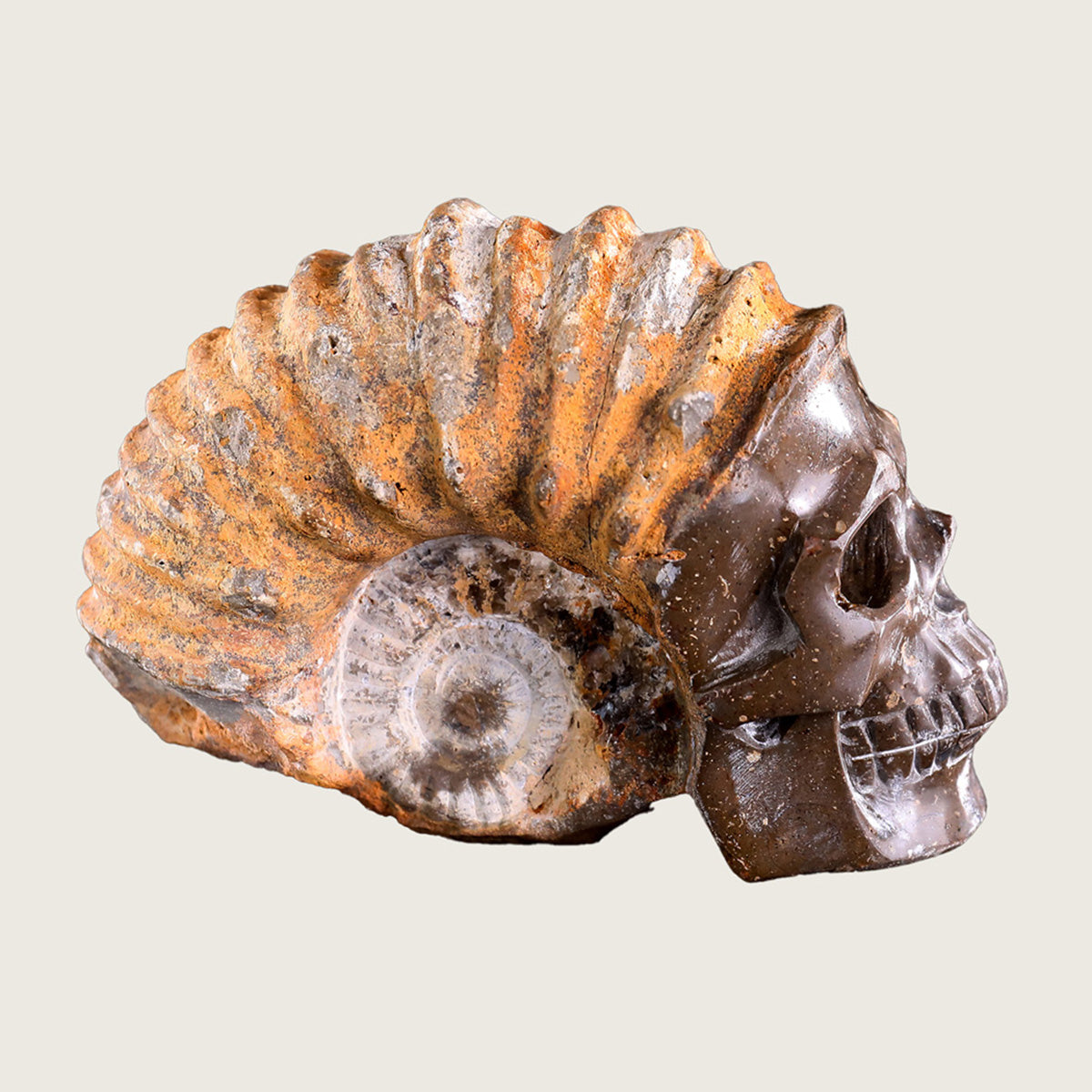 5.6" Snail Spiral Fossil Skull Carving  #SCS0001