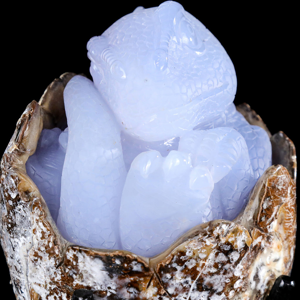 5.2" Blue Chalcedony Baby Dinosaur Carving  #CTC0080