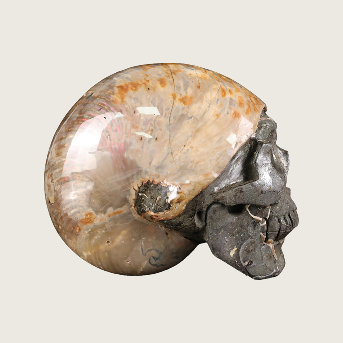 6.5" Snail Spiral Fossil Skull Carving  #SCS0022