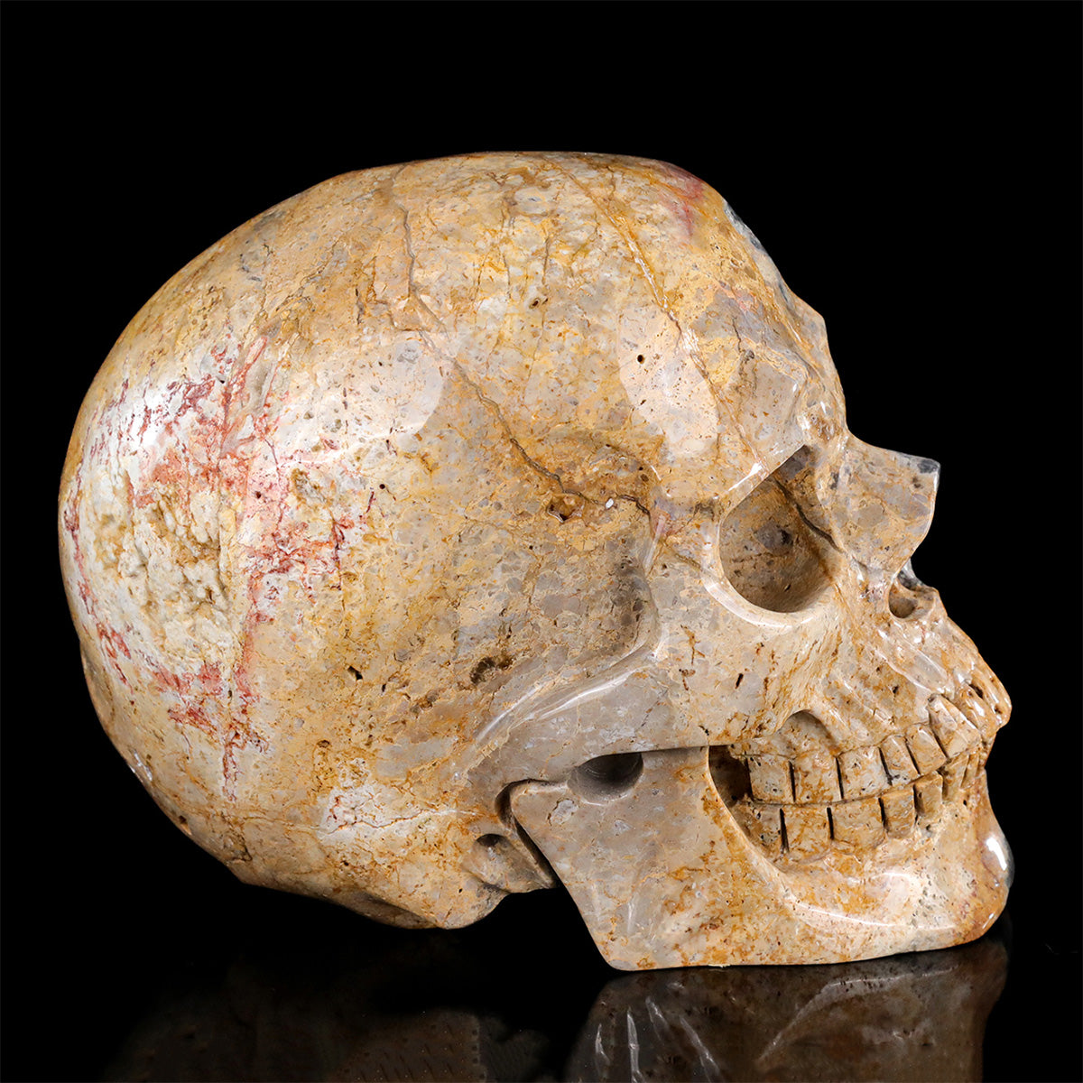8.0" Coral Fossil Crystal Skull Carving  #SCS0028