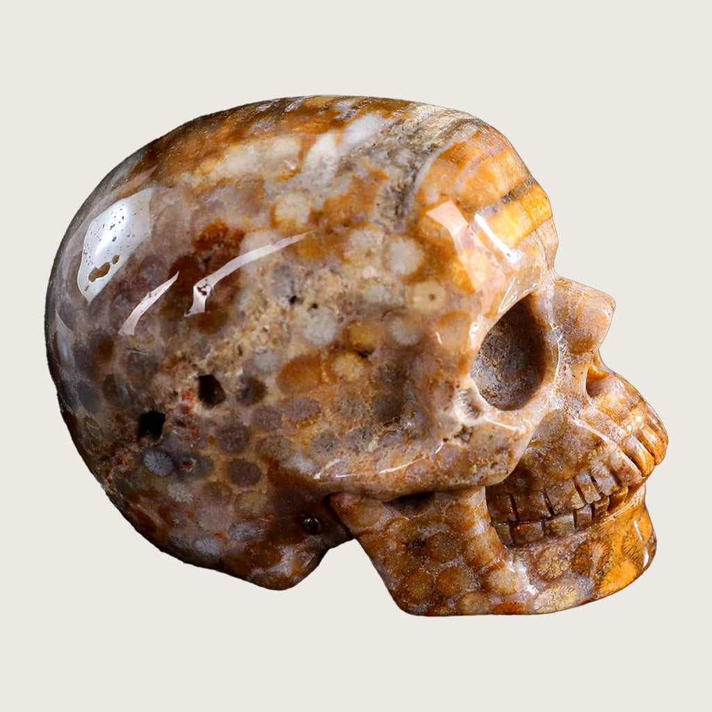 3.0" Coral Fossil Jade Crystal Skull Carving  #SKHCF3001