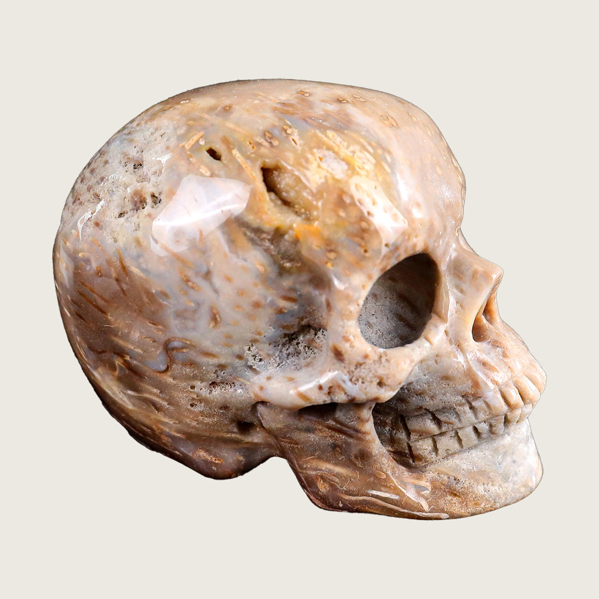2.2" Coral Fossil Jade Crystal Skull Carving  #SKHCF2201