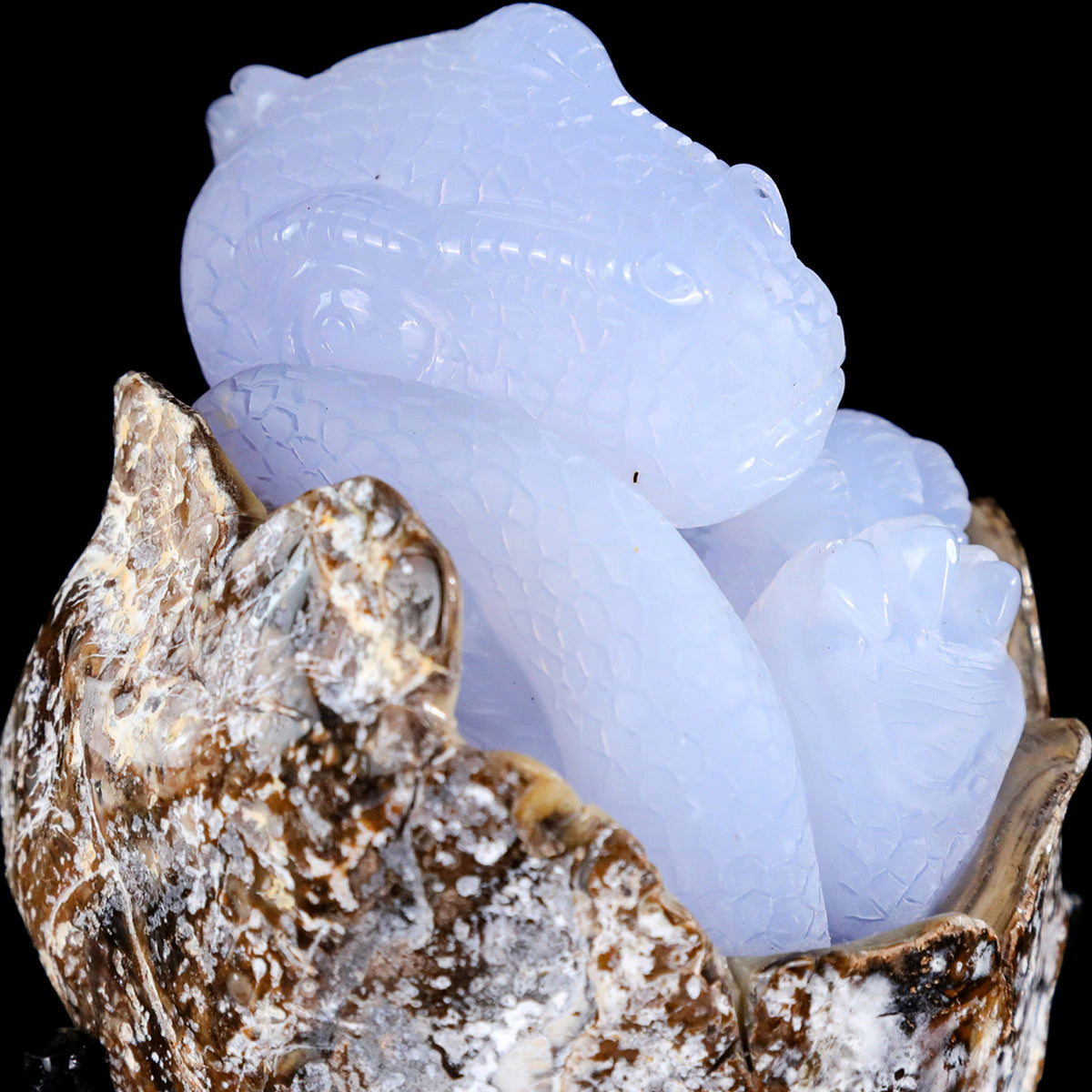 5.2" Blue Chalcedony Baby Dinosaur Carving  #CTC0080