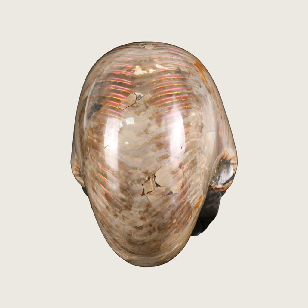 6.5" Snail Spiral Fossil Skull Carving  #SCS0022