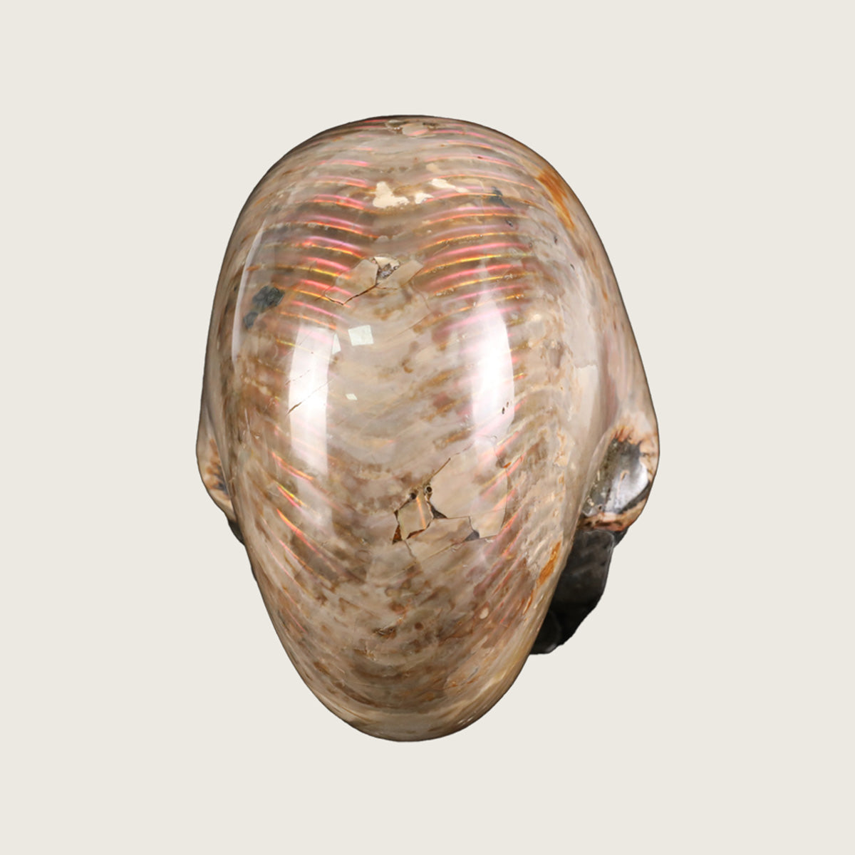 6.5" Snail Spiral Fossil Skull Carving  #SCS0022