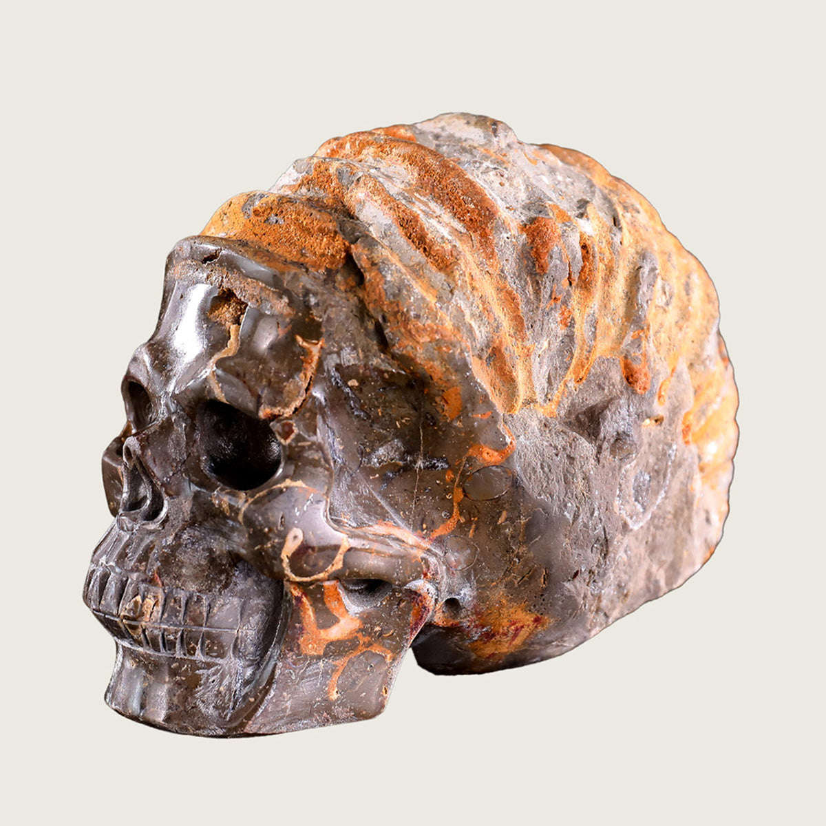 5.6" Snail Spiral Fossil Skull Carving  #SCS0001