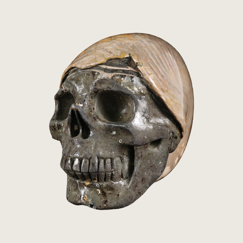 6.5" Snail Spiral Fossil Skull Carving  #SCS0022