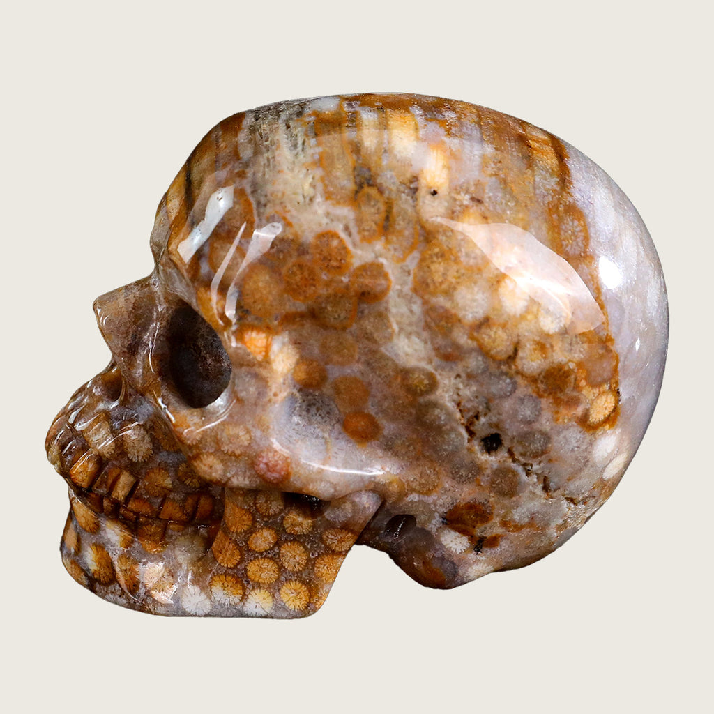 3.0" Coral Fossil Jade Crystal Skull Carving  #SKHCF3001