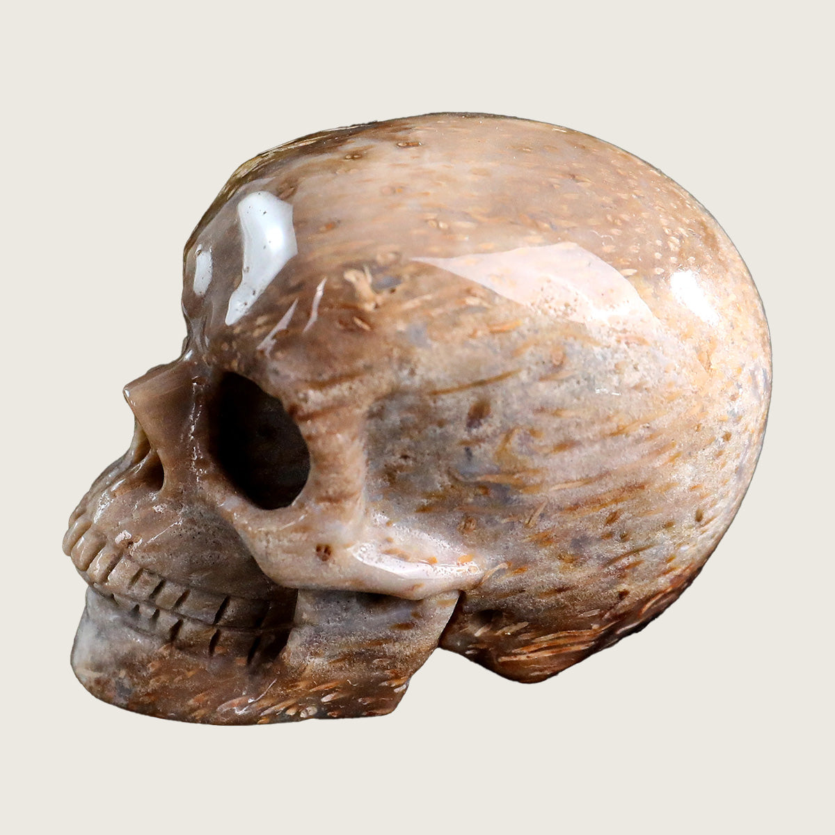 2.2" Coral Fossil Jade Crystal Skull Carving  #SKHCF2201