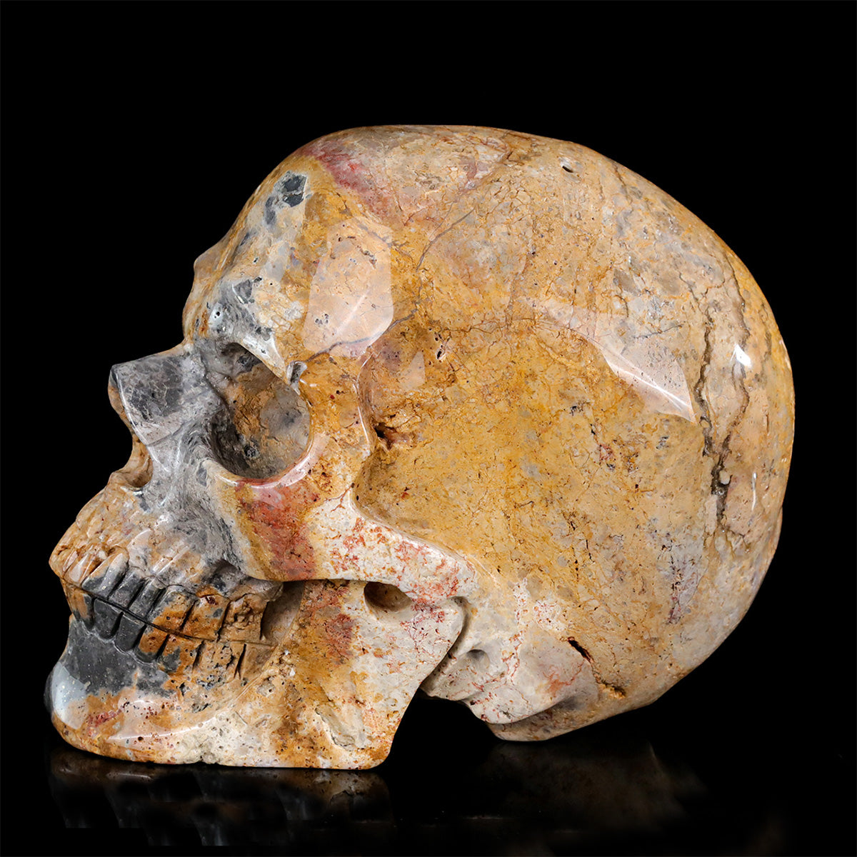 8.0" Coral Fossil Crystal Skull Carving  #SCS0028