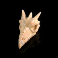 2.5" Yellow Chalcedony Phoenix Skull #CSC0047