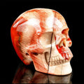 3.0" Red Jasper Crystal Skull Carving  #SKH30121