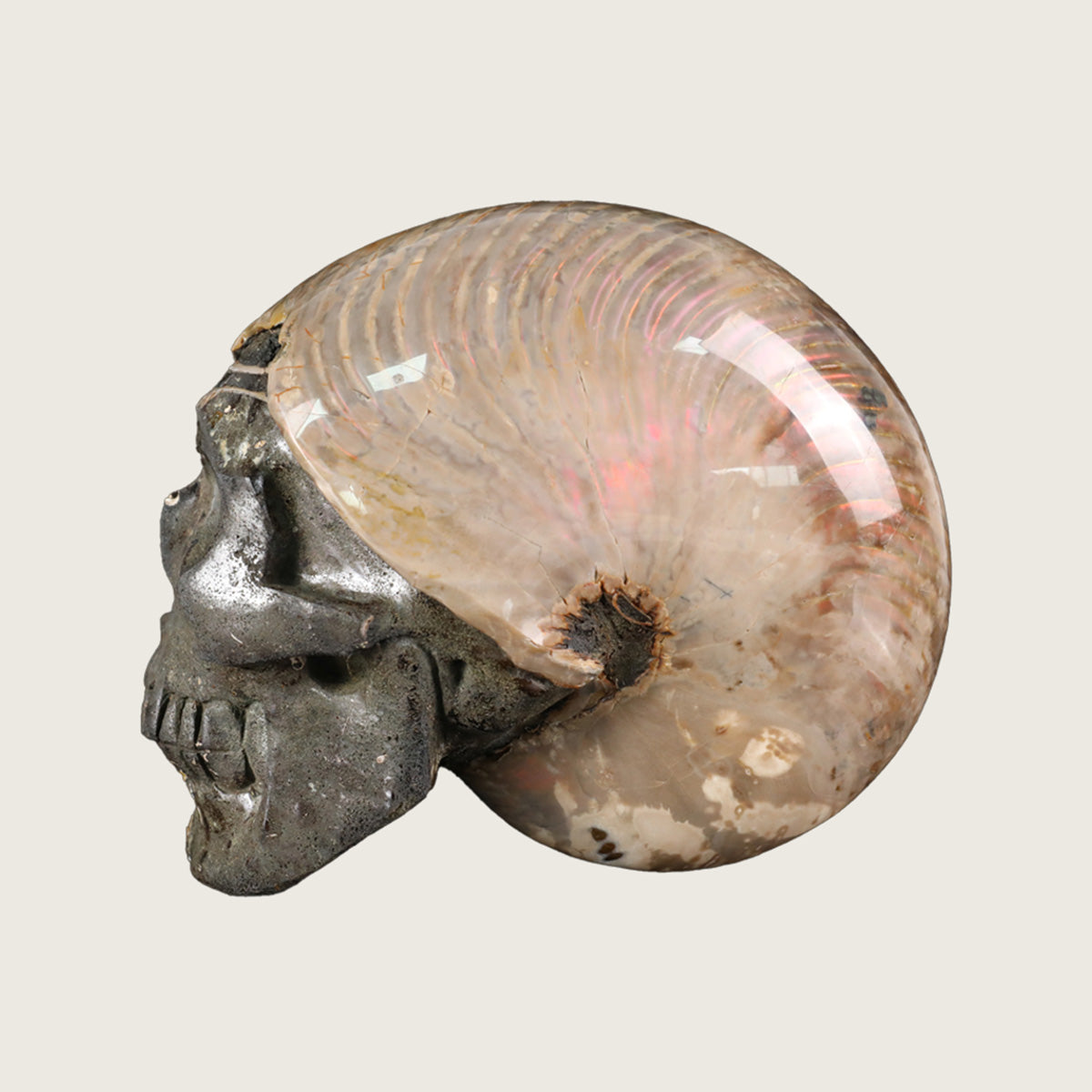 6.5" Snail Spiral Fossil Skull Carving  #SCS0022
