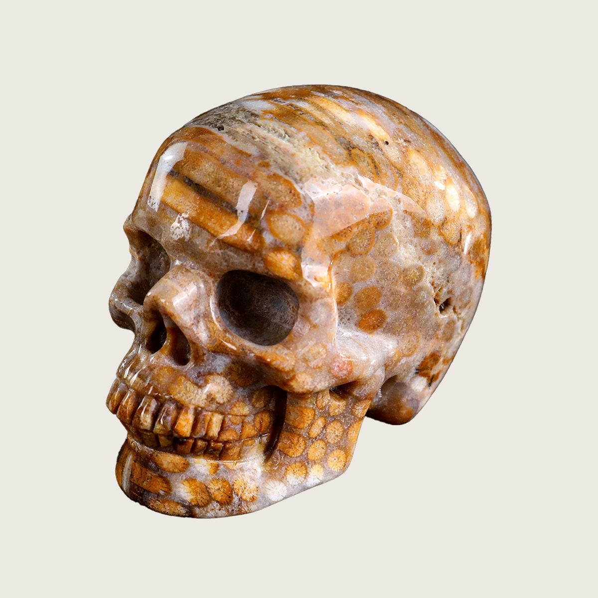 3.0" Coral Fossil Jade Crystal Skull Carving  #SKHCF3001