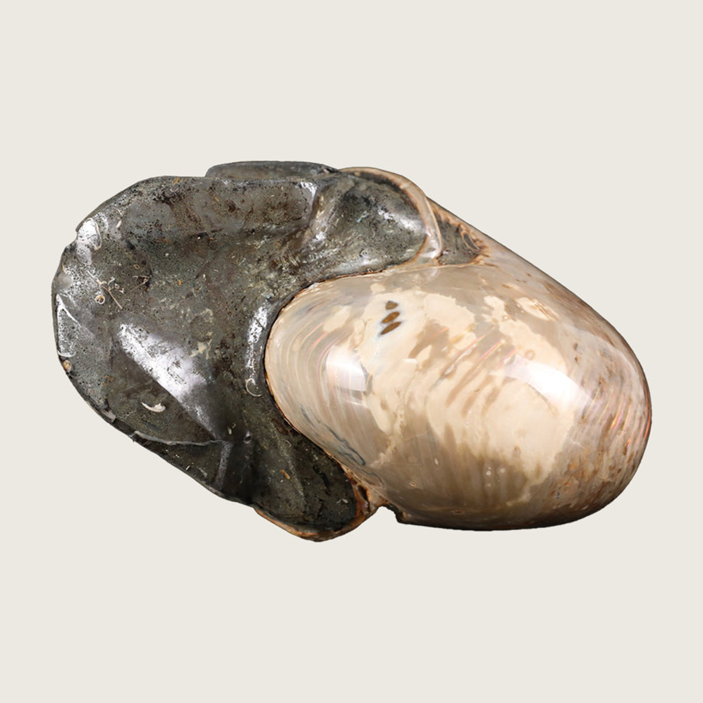 6.5" Snail Spiral Fossil Skull Carving  #SCS0022