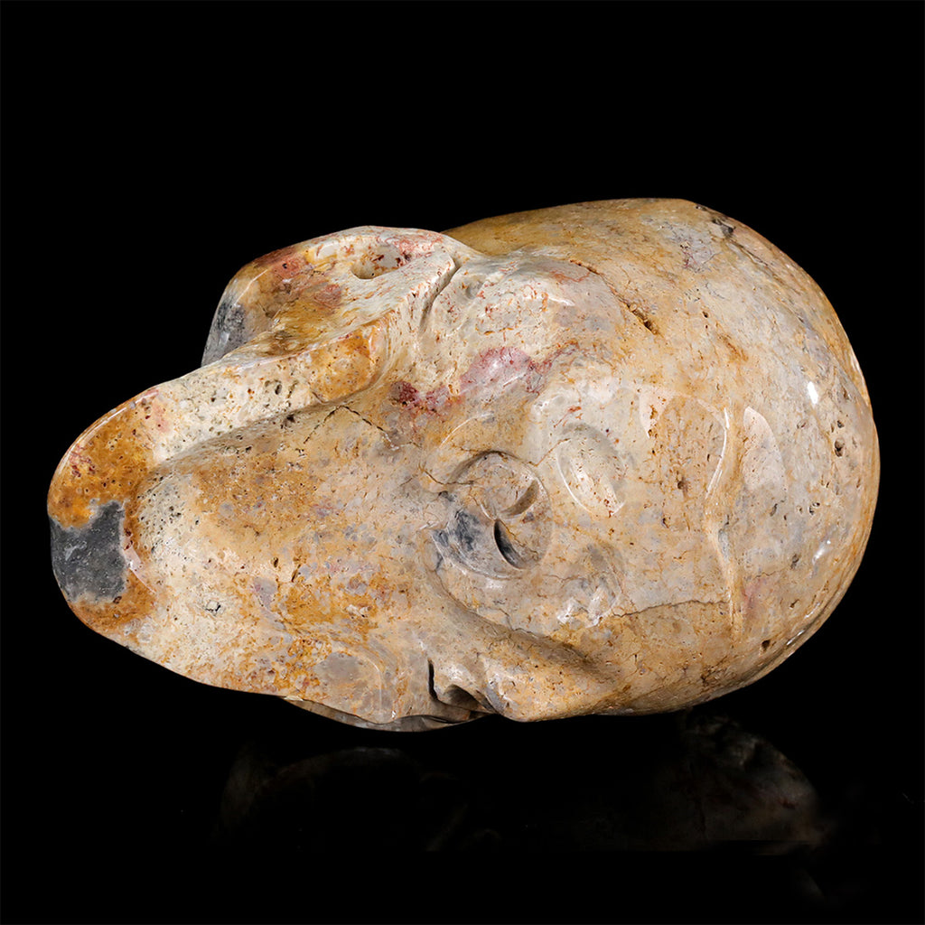 8.0" Coral Fossil Crystal Skull Carving  #SCS0028