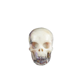 2.2" Blue Flower Agate Crystal Skull Carving - Unique Piece #BF17