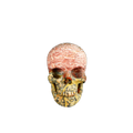 2.2" Red Leopard skin stone Crystal Skull Carving - Unique Piece #LS03