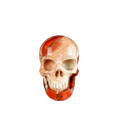 2.2" Red Jasper Crystal Skull Carving - Unique Piece #RJ09