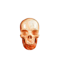 2.2" Red Jasper Crystal Skull Carving - Unique Piece #RJ13