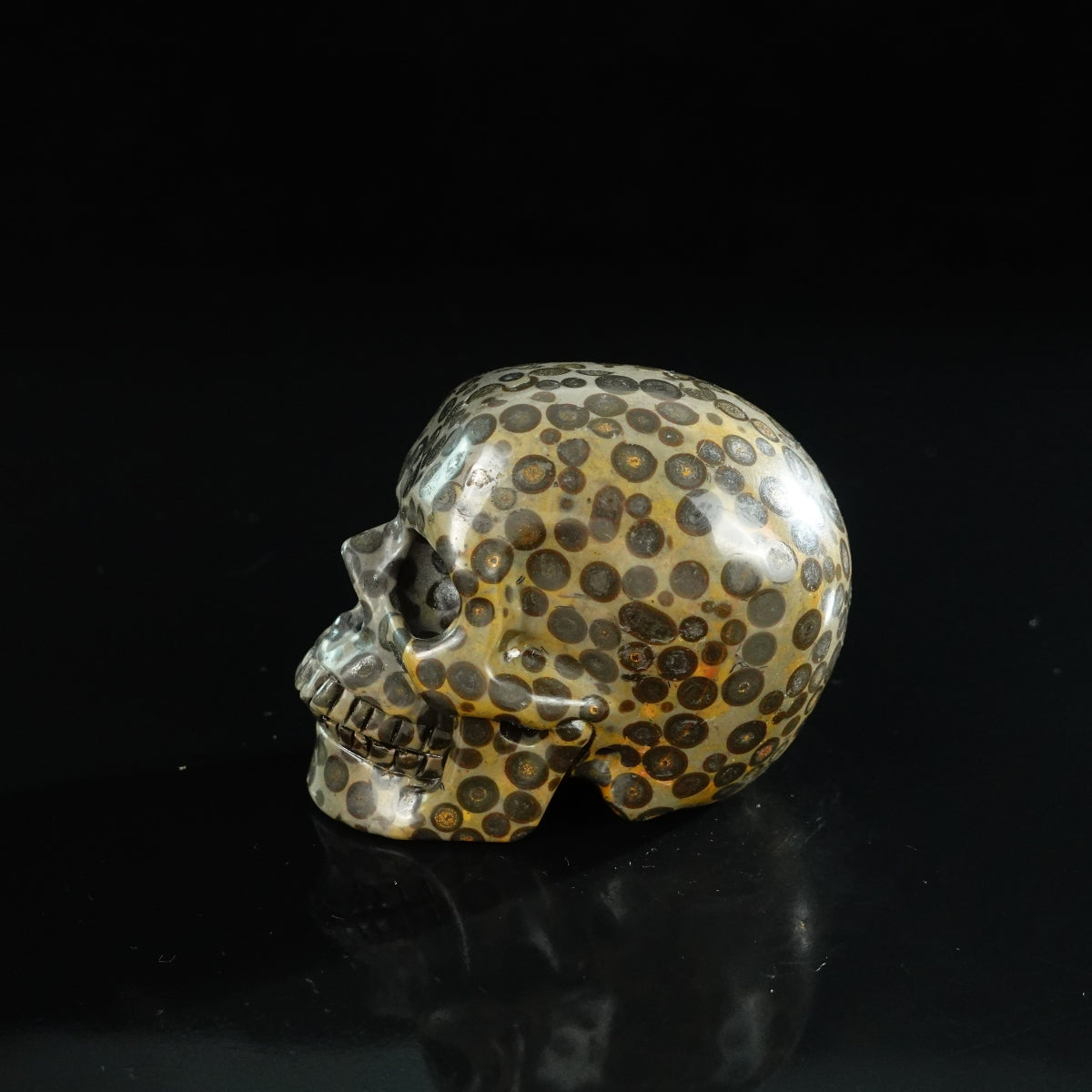 3.0" Leopard skin jasper Crystal Skull Carving - Unique Piece #LK07