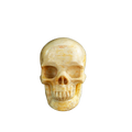 3.0" Coral Fossil Crystal Skull Carving - Unique Piece #CF01