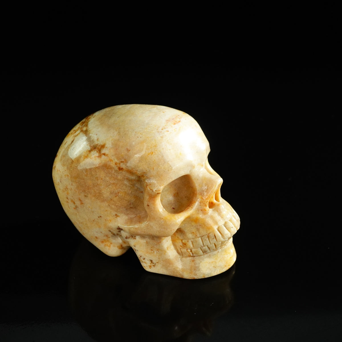 3.0" Coral Fossil Crystal Skull Carving - Unique Piece #CF01