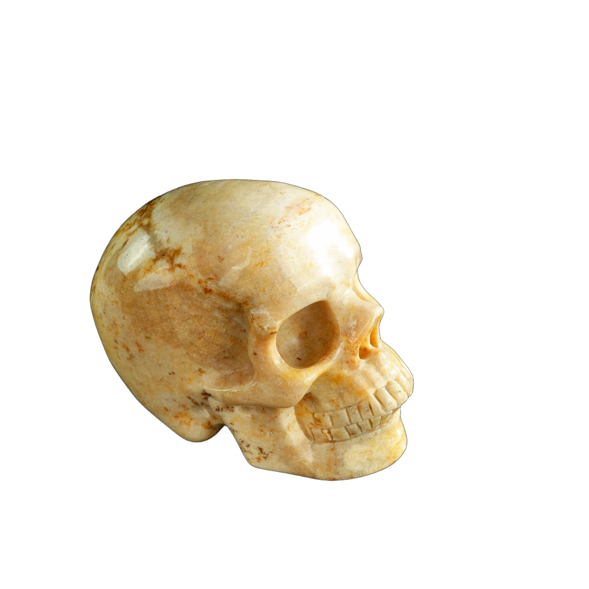 3.0" Coral Fossil Crystal Skull Carving - Unique Piece #CF01