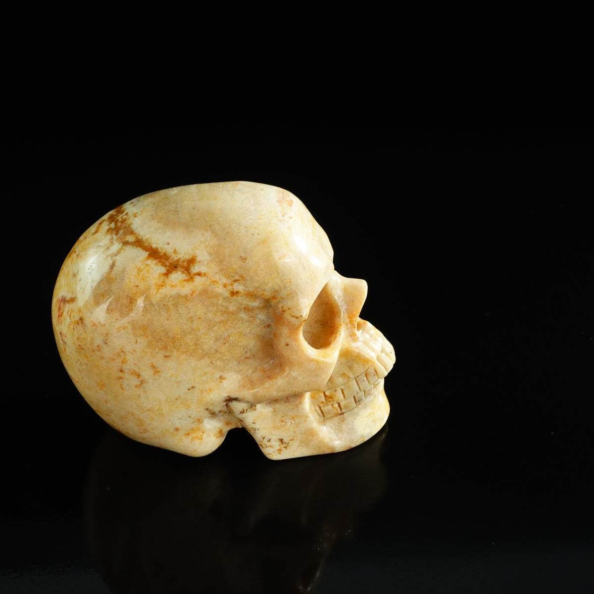 3.0" Coral Fossil Crystal Skull Carving - Unique Piece #CF01