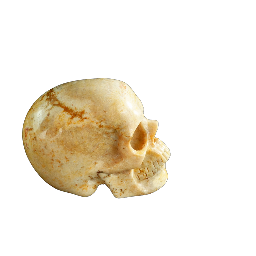 3.0" Coral Fossil Crystal Skull Carving - Unique Piece #CF01