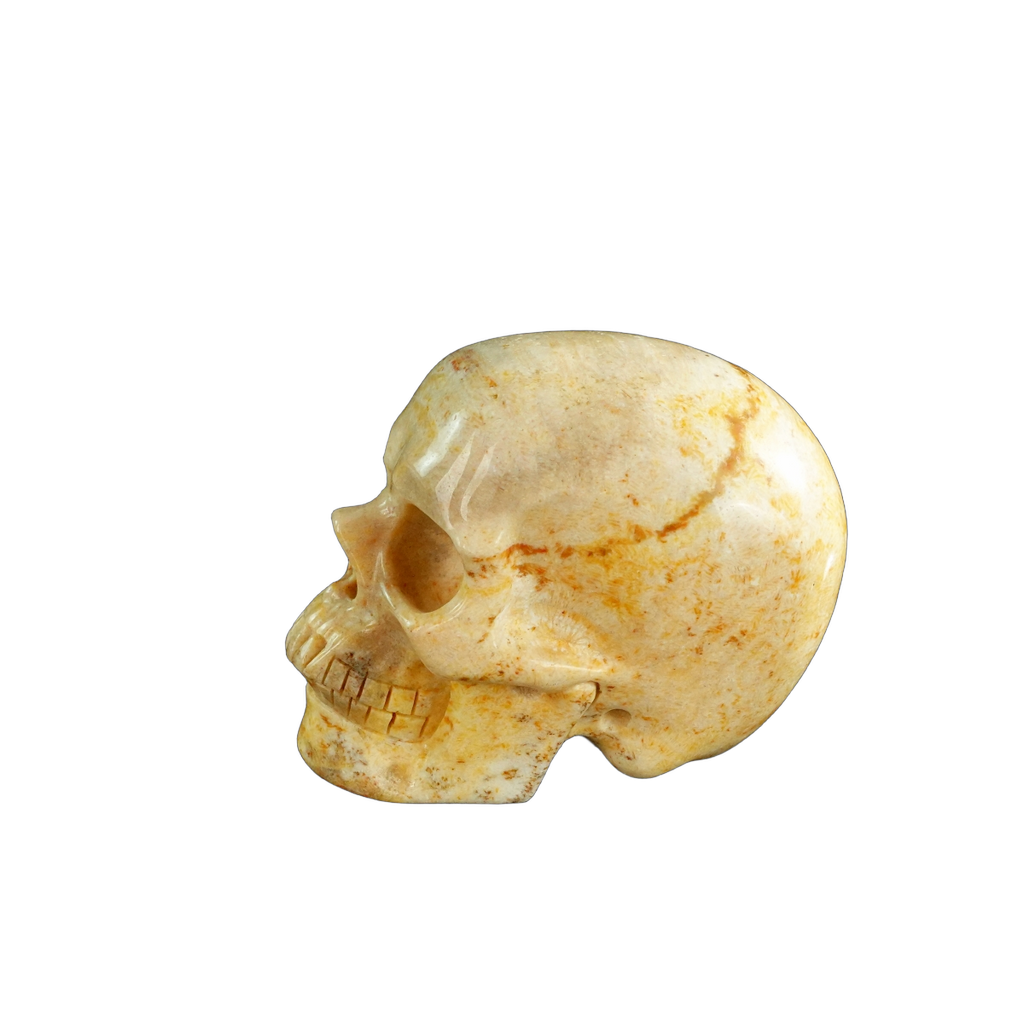3.0" Coral Fossil Crystal Skull Carving - Unique Piece #CF01