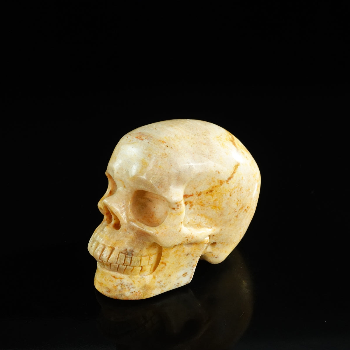 3.0" Coral Fossil Crystal Skull Carving - Unique Piece #CF01