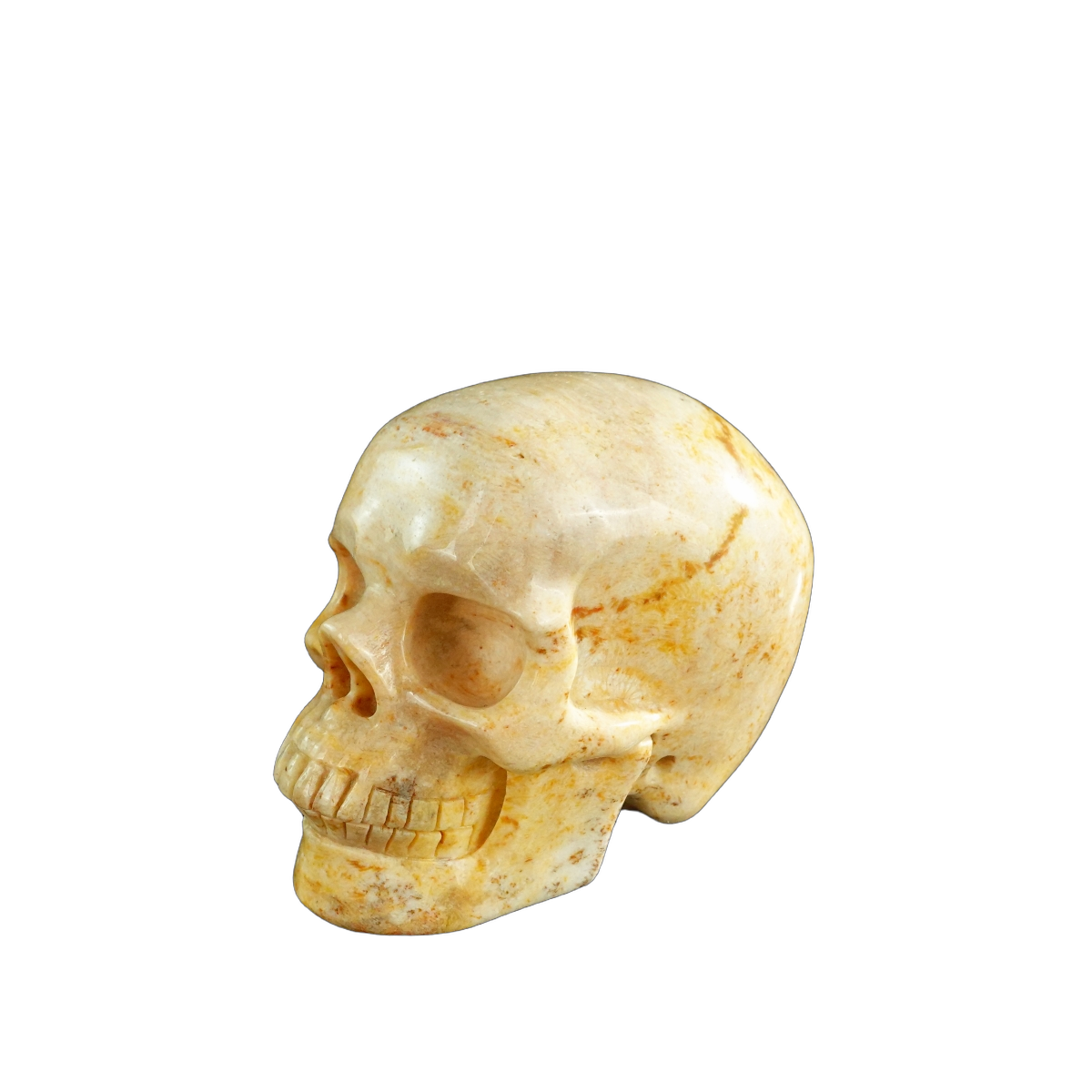 3.0" Coral Fossil Crystal Skull Carving - Unique Piece #CF01