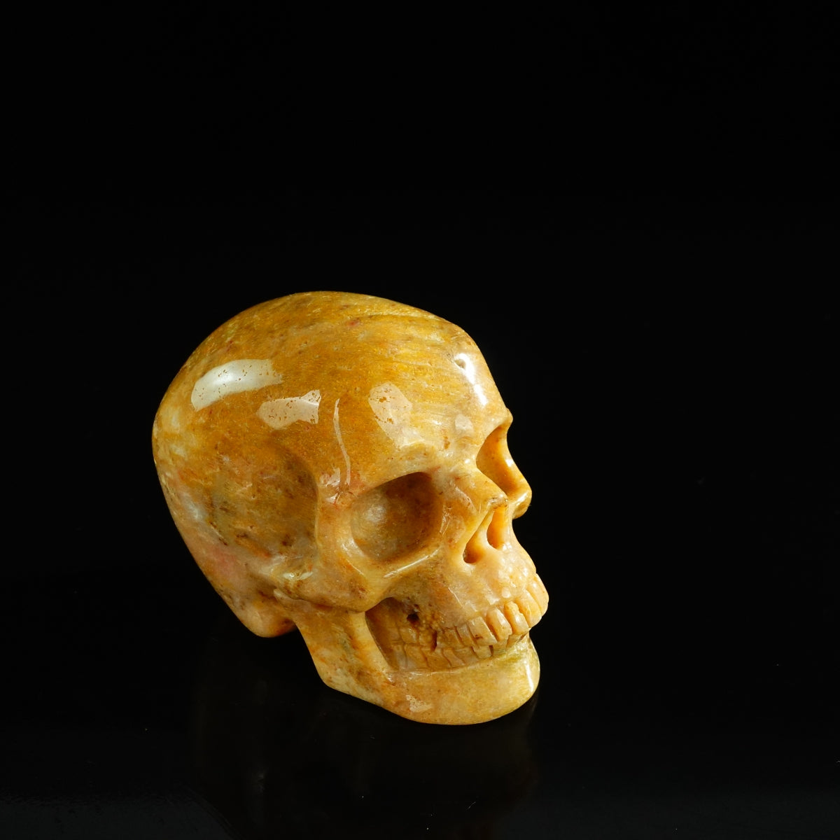 3.0" Coral Fossil Crystal Skull Carving - Unique Piece #CF02