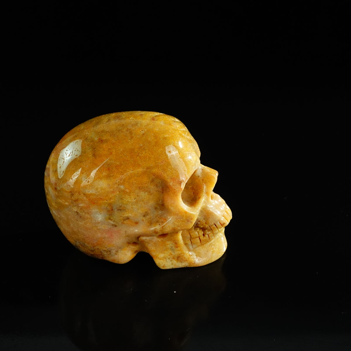 3.0" Coral Fossil Crystal Skull Carving - Unique Piece #CF02