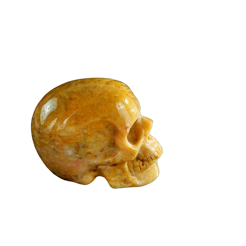 3.0" Coral Fossil Crystal Skull Carving - Unique Piece #CF02