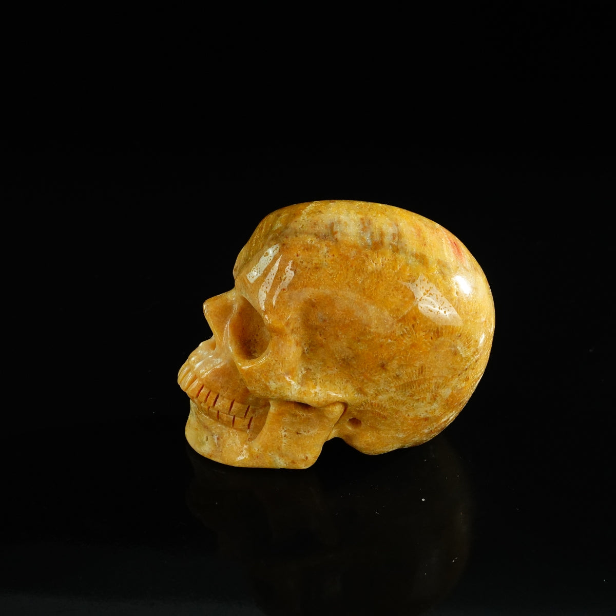3.0" Coral Fossil Crystal Skull Carving - Unique Piece #CF02