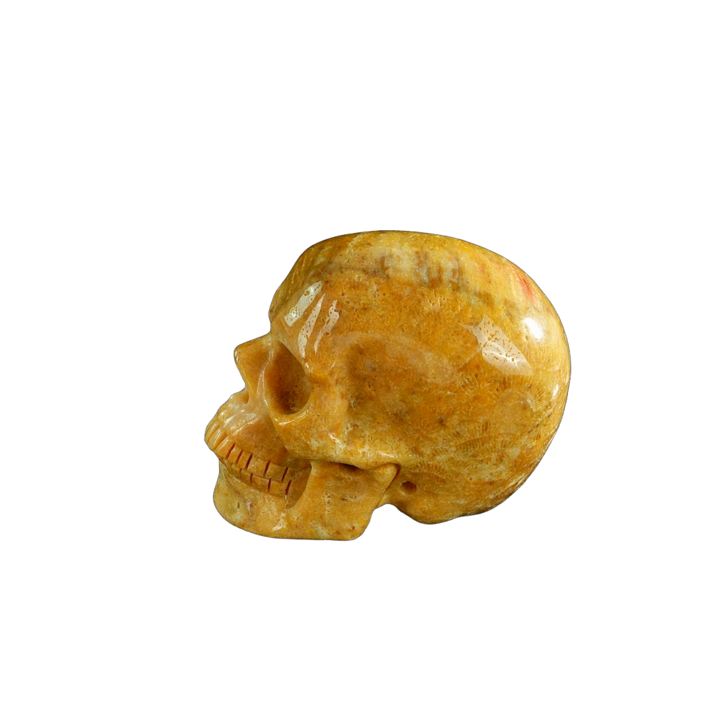 3.0" Coral Fossil Crystal Skull Carving - Unique Piece #CF02