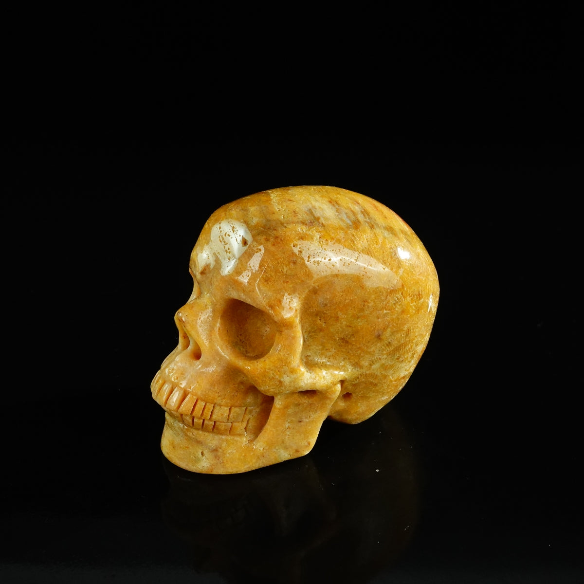 3.0" Coral Fossil Crystal Skull Carving - Unique Piece #CF02