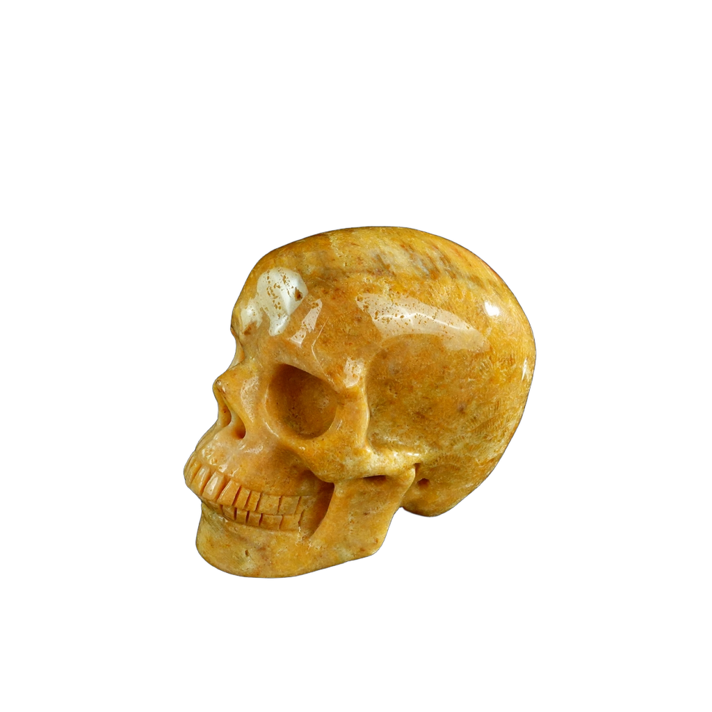 3.0" Coral Fossil Crystal Skull Carving - Unique Piece #CF02