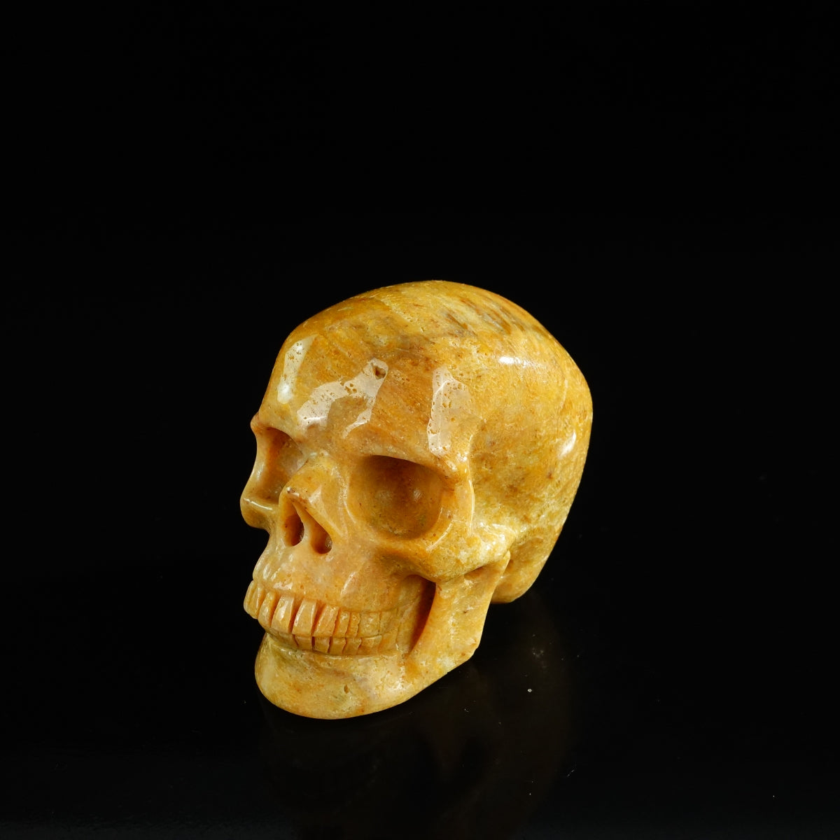 3.0" Coral Fossil Crystal Skull Carving - Unique Piece #CF02
