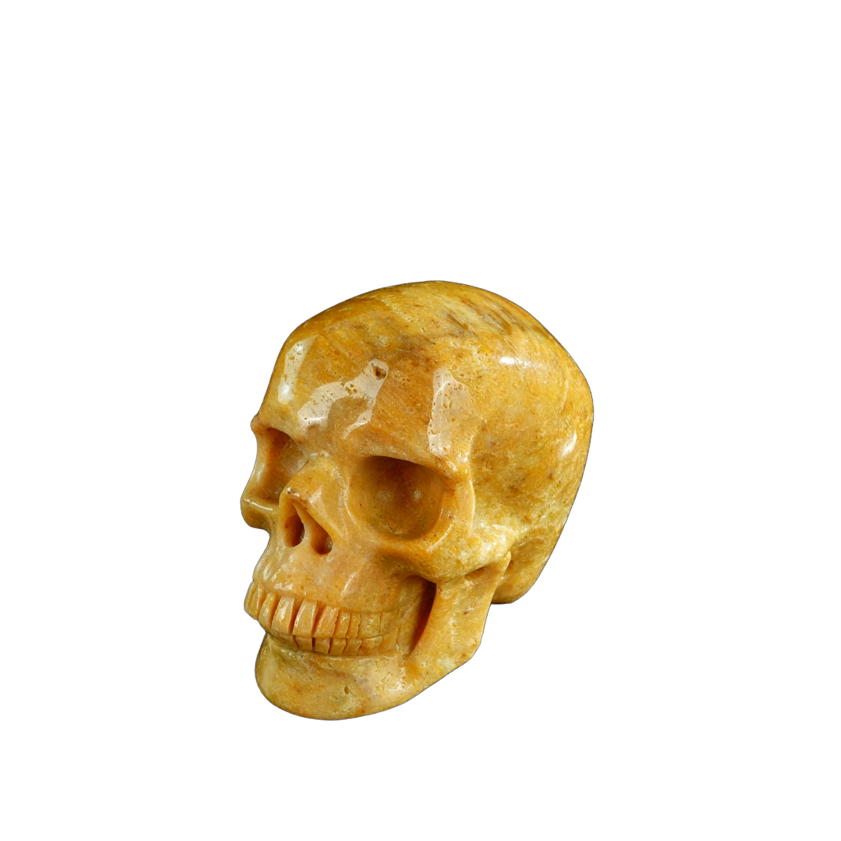3.0" Coral Fossil Crystal Skull Carving - Unique Piece #CF02