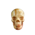 3.0" Coral Fossil Crystal Skull Carving - Unique Piece #CF03