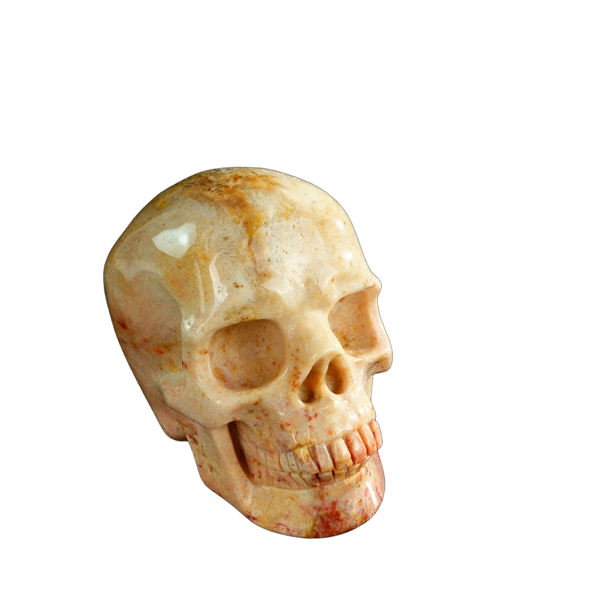 3.0" Coral Fossil Crystal Skull Carving - Unique Piece #CF03